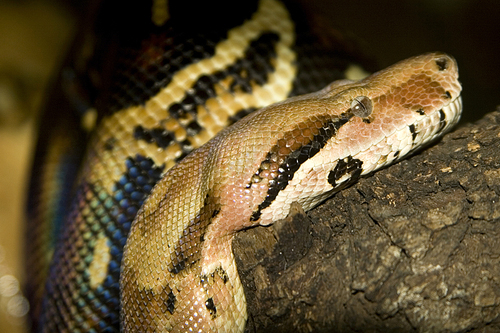 Python Snake, Asian Python, Python molurus, Sri Lanka, Asia