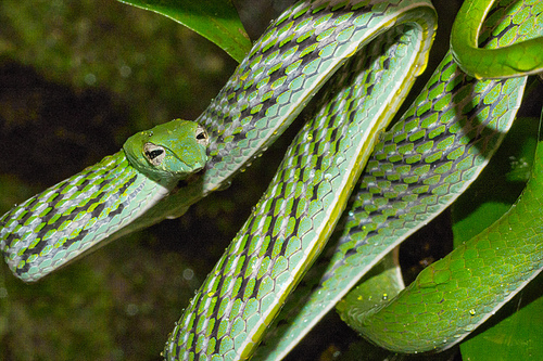 Green Vine Snake, Long-nosed Whip Snake, Ahaetulla nasuta, Sinharaja National Park Rain Forest, World Heritage Site, UNESCO, Biosphere Reserve, National Wilderness Area, Sri Lanka, Asia