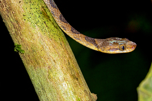 Mapepire Corde Violon, Blunthead Tree Snake, Imantodes cenchoa, Tropical Rainforest, Corcovado National Park, Osa Conservation Area, Osa Peninsula, Costa Rica, Central America, America