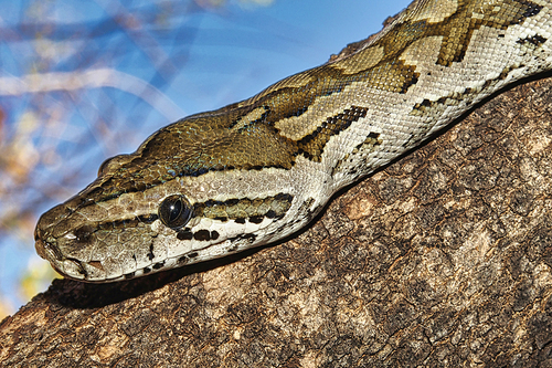 African Rock Python, Python natalensis, Chobe National Park, Botswana, Africa