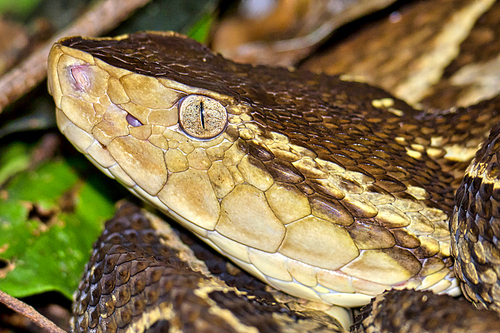 Fer-de-lance Viper, Terciopelo Viper, Bothrops asper, Tropical Rainforest, Costa Rica, Central America, America