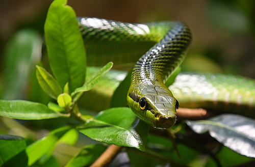 Close up Gonyosoma oxycephalum, known commonly as the arboreal ratsnake, the red tailed green ratsnake in tree leaves, low angle, front view