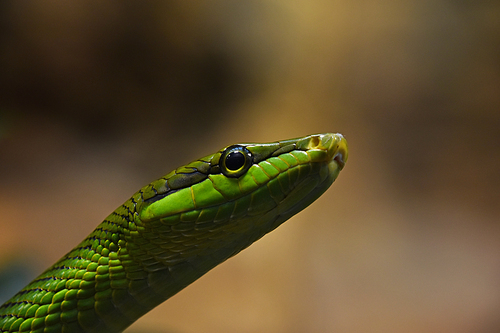 Close up Gonyosoma oxycephalum, known commonly as the arboreal ratsnake, the red tailed green ratsnake in tree leaves, low angle, side view