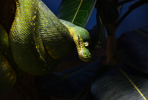 Close up side profile portrait of beautiful Green tree python (Morelia viridis) looking into camera out of dark, low angle view