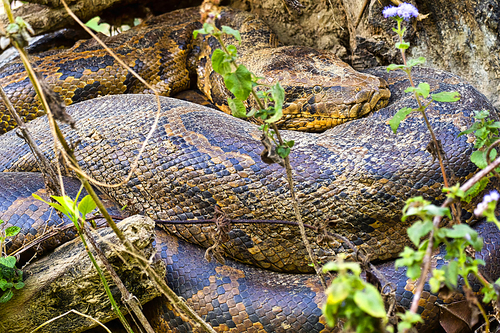 Asian Python, Python molurus, Wetlands, Royal Bardia National Park, Bardiya National Park, Nepal, Asia