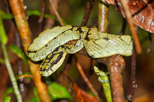 Sri Lankan Green Pit Viper, Trimeresurus trigonocephalus, Sinharaja National Park Rain Forest, World Heritage Site, UNESCO, Biosphere Reserve, National Wilderness Area, Sri Lanka, Asia