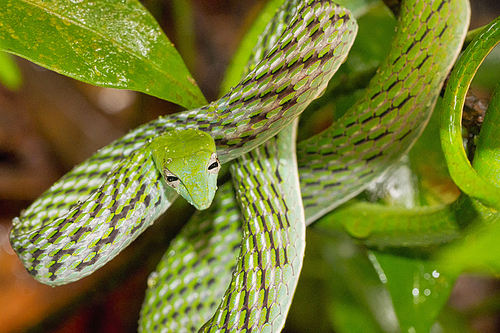 Green Vine Snake, Long-nosed Whip Snake, Ahaetulla nasuta, Sinharaja National Park Rain Forest, World Heritage Site, UNESCO, Biosphere Reserve, National Wilderness Area, Sri Lanka, Asia