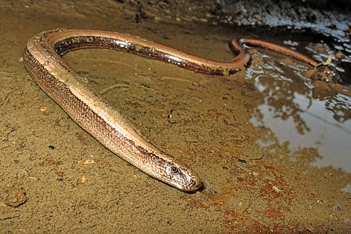 Common Slowworm, Deaf Adder, Anguis fragilis, Redes Natural Park, Asturias, Spain, Europe