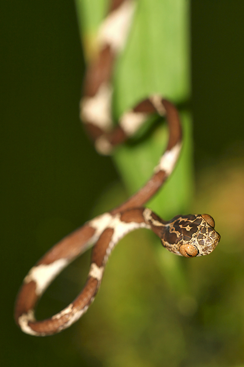 Blunthead Tree Snake, Imantodes cenchoa, Rainforest, Napo River Basin, Amazonia, Ecuador, America