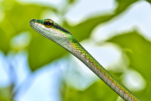 Parrot snake, Satiny Parrot Snake, Leptophis depressirostris, Tropical Rainforest, Corcovado National Park, Osa Conservation Area, Osa Peninsula, Costa Rica, Central America, America