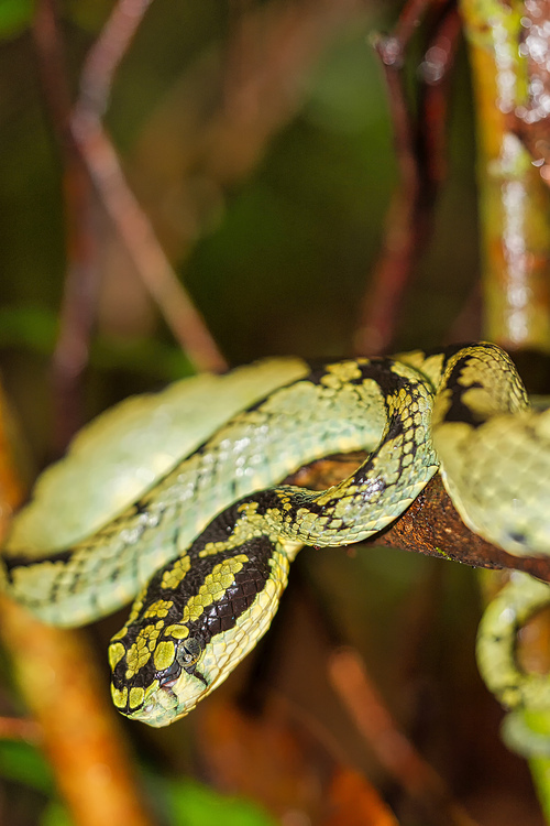 Sri Lankan Green Pit Viper, Trimeresurus trigonocephalus, Sinharaja National Park Rain Forest, World Heritage Site, UNESCO, Biosphere Reserve, National Wilderness Area, Sri Lanka, Asia