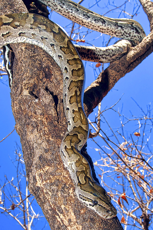 African Rock Python, Python natalensis, Chobe National Park, Botswana, Africa