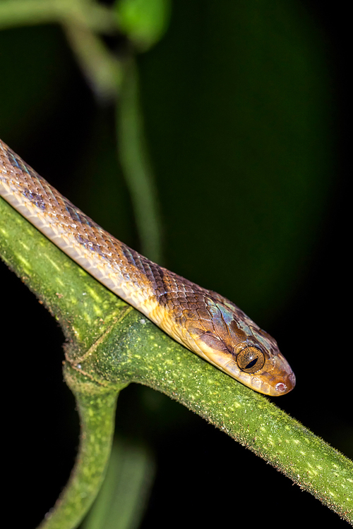 Mapepire Corde Violon, Blunthead Tree Snake, Imantodes cenchoa, Tropical Rainforest, Corcovado National Park, Osa Conservation Area, Osa Peninsula, Costa Rica, Central America, America