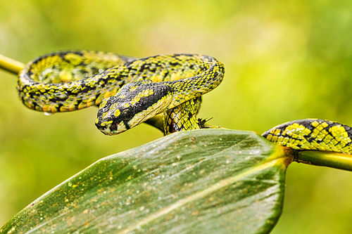 Sri Lankan Green Pit Viper, Trimeresurus trigonocephalus, Sinharaja National Park Rain Forest, World Heritage Site, UNESCO, Biosphere Reserve, National Wilderness Area, Sri Lanka, Asia