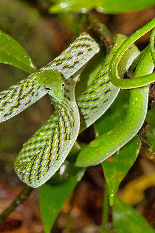 Green Vine Snake, Long-nosed Whip Snake, Ahaetulla nasuta, Sinharaja National Park Rain Forest, World Heritage Site, UNESCO, Biosphere Reserve, National Wilderness Area, Sri Lanka, Asia