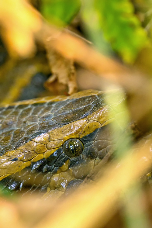 Asian Python, Python molurus, Wetlands, Royal Bardia National Park, Bardiya National Park, Nepal, Asia