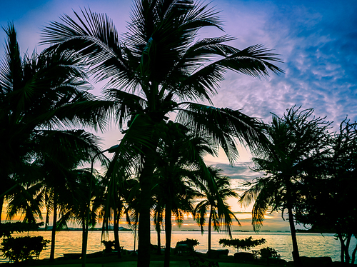 the silhouette of tropical beach coconut tree with sunset time