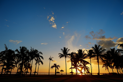 Palm trees silhouettes on sunset tropical beach
