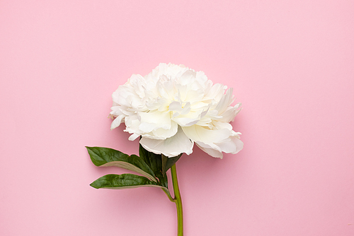 핑크, 꽃, 장미, 하얀색, 배경