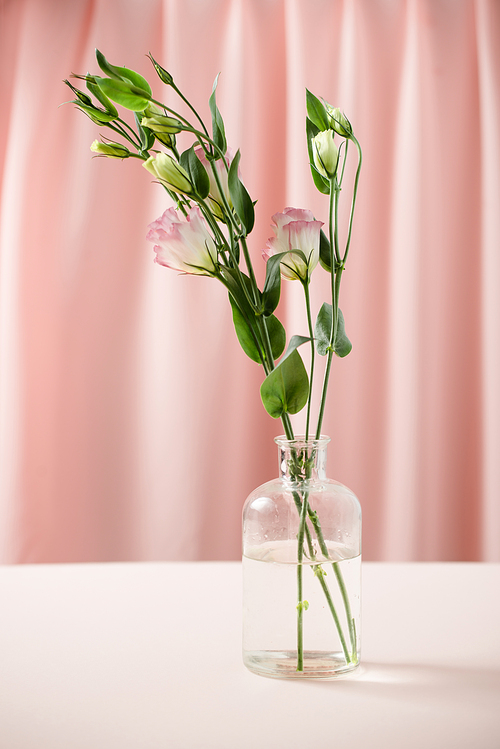 Lisianthus flowers in bottle on pink background. Mothers Day, Birthday, Valentines Day, Womens Day, celebration concept. Space for text.