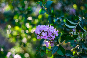 Beautiful fowers on the park bush blooming in the summer