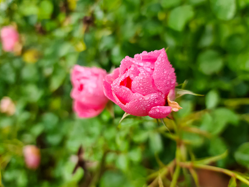 Selective focus view of pink rose flowers in a garden with raid drops on them