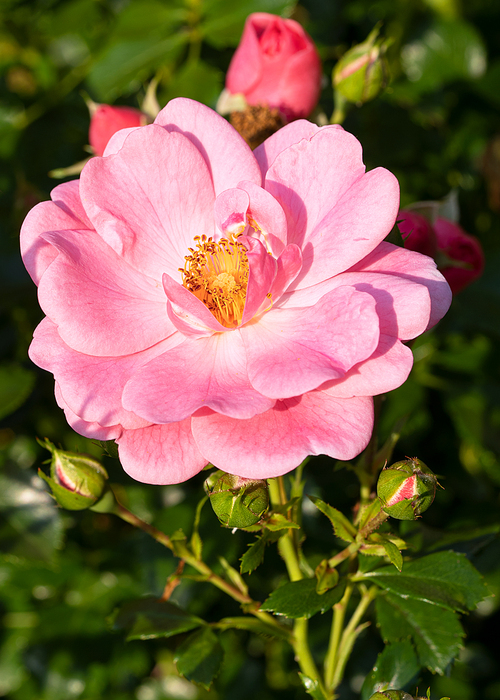Close up image of rose blossom, bee-friendly flower of summer