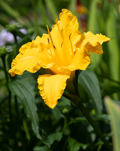 Day lily (Hemerocallis), close up of the flower head