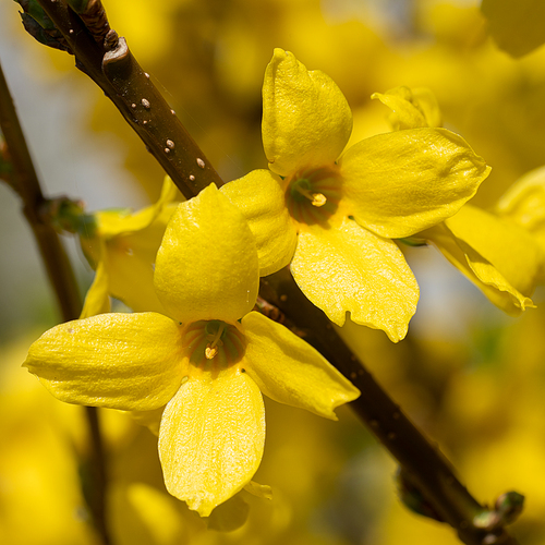 Forsythia (Forsythia × intermedia), flowers of springtime
