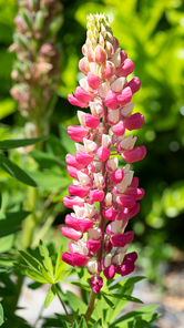 Garden Lupin (Lupinus polyphyllus), close up of the flower head