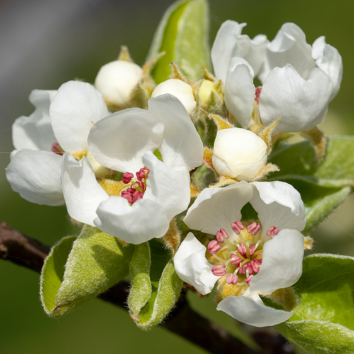 Common pear (Pyrus domestica), blossoms of springtime