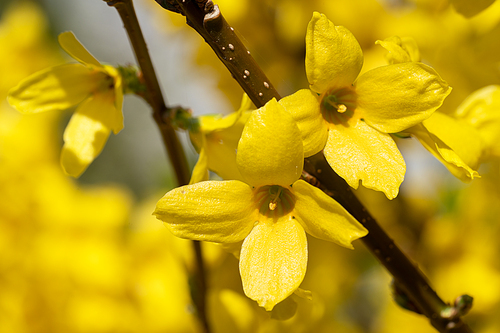 Forsythia (Forsythia × intermedia), flowers of springtime