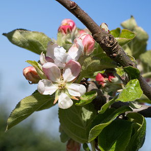 Apple tree (Malus domestica), blossoms of springtime