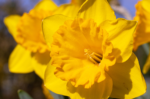 Daffodil (Narcissus pseudonarcissus), flowers of springtime