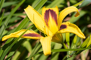 Day lily (Hemerocallis), close up of the flower head