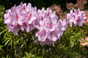 Rhododendron Ponticum Filigran (Rhododendron Ponticum)