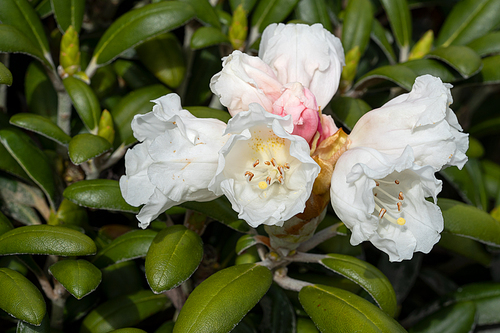 Rhododendron Hybrid (Rhododendron hybrid), close up of the flower head