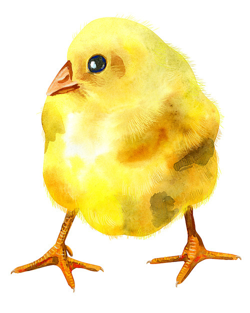 Hand painted young chicken isolated on white. Cute baby bird illustration for design