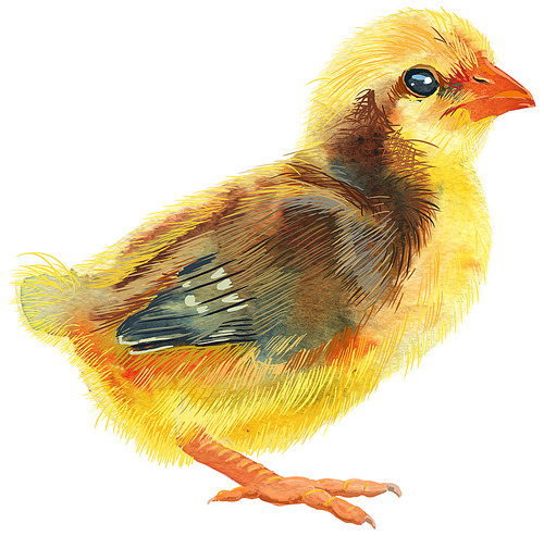 Hand painted young chicken with brown spots isolated on white. Cute baby bird illustration for design
