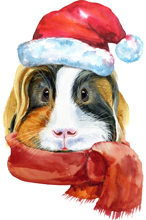 Guinea pig with Santa hat and red scarf. Pig for T-shirt graphics. Watercolor Sheltie guinea pig illustration