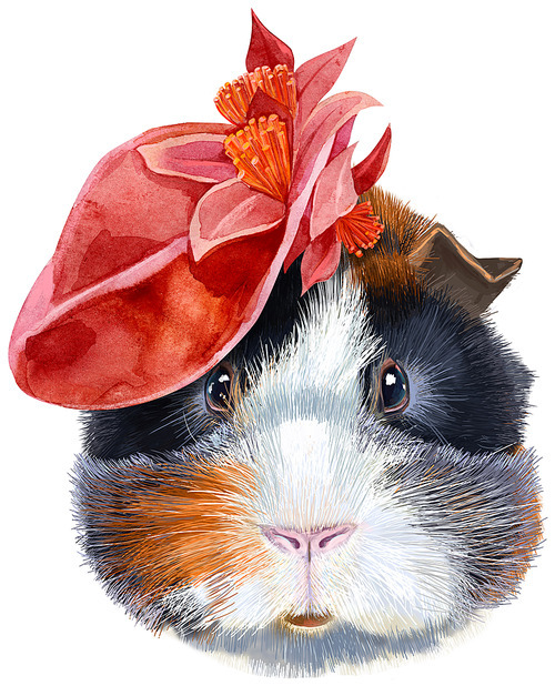 Cute cavy with red hat. Pig for T-shirt graphics. Watercolor abyssinian guinea pig illustration
