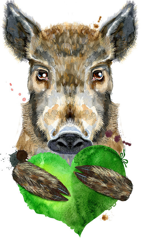 Cute piggy. Wild boar for T-shirt graphics. Watercolor brown boar with green heart illustration