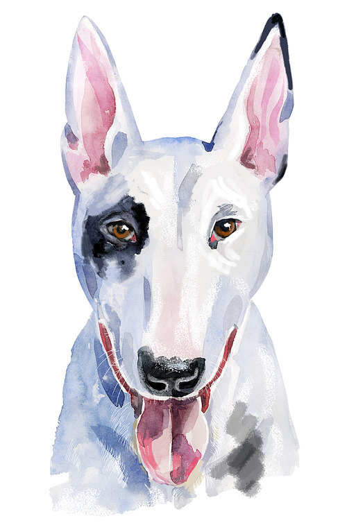 Cute Dog. Dog T-shirt graphics. watercolor bull terrier illustration