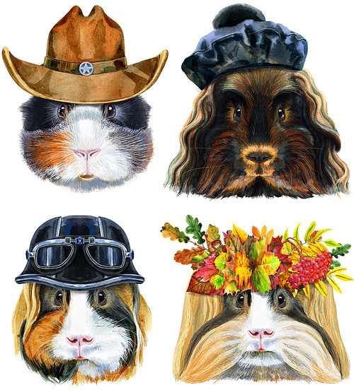 Guinea pigs for t-shirt graphics. Watercolor Skinny Guinea Pig illustration