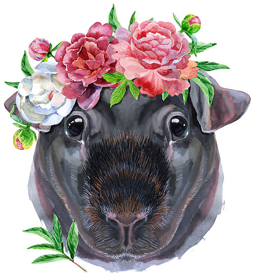 Cute cavy with flowers. Pig for T-shirt graphics. Watercolor Skinny Guinea Pig illustration