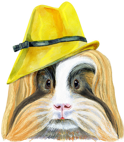 Cute cavy in yellow hat. Pig for T-shirt graphics. Watercolor Sheltie Guinea Pig illustration