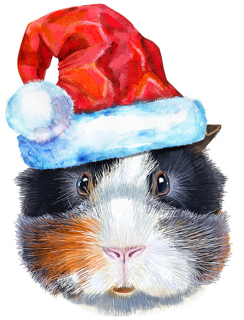 Cute cavy. Pig for T-shirt graphics. Watercolor abyssinian guinea pig with Santa hat illustration