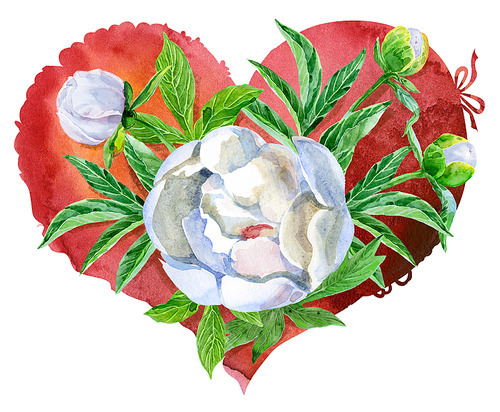 watercolor red heart with white peonies, painted by hand