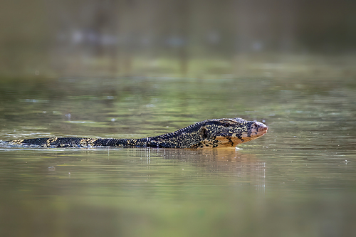 An Asian water monitor(Varanus salvator) is swimming on the river. Animals. Reptiles.