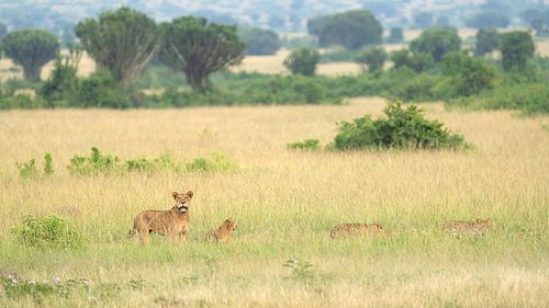 panoramic landscape of queen elizabeth national park with  of lions, uganda